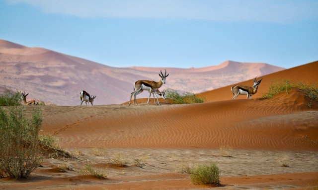 Namibia golden visa program