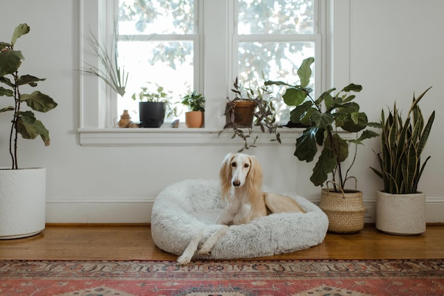 Tips for landlords and tenants renting pet-friendly short-term rentals
