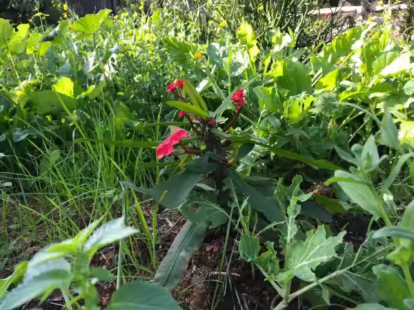 Jardín